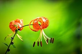 Red flowers on mountains