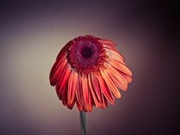 withered red gerbera