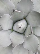 Growing white cactus in Japan