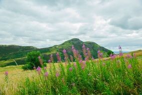 Beautiful and colorful vegetation on the hills in Holyrood Park, Edinburgh in Scotland