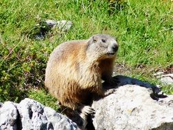 groundhog on a green mountain meadow