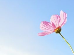 pink daisy against the blue sky