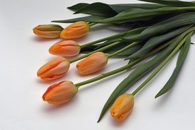 Bouquet of Orange Tulip flowers