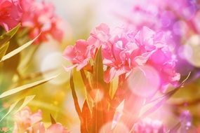 pink oleander flowers, soft focus