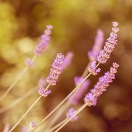 purple lavender inflorescences close up