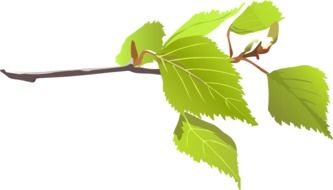 branch with green foliage as a graphic illustration