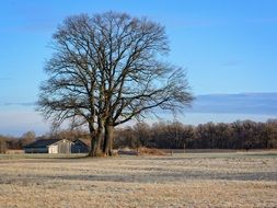 huge tree near the barn in the field