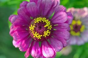 zinnia from the aster family