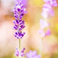Macro photo of purple lavender