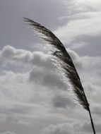 Reed at the background of the cloudy sky