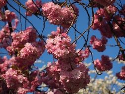 japanese cherry tree in spring