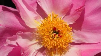 Pink Flower Hairy Macro Spring