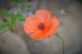 Red poppy in blossomes in the garden in spring