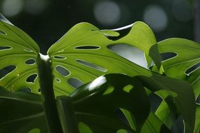 monstera is a tropical plant