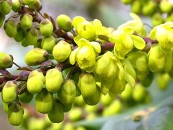 picturesque Greenish-Yellow bush