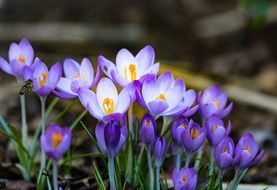 purple crocuses in a clearing in the garden