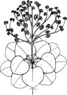 painted plant with small buds