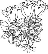 black and white drawing of wild flowers