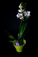 purple-white orchid in a pot on a black background
