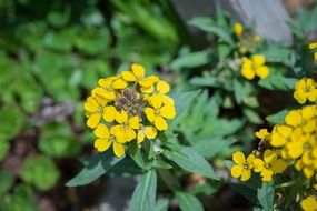 Yellow Rock Flower