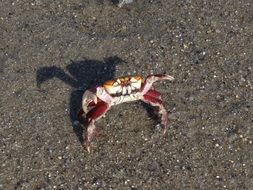 small Crab Beach