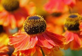 bright orange flowers with huge core