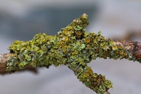 tree branch with green lichen