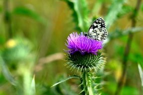 Butterfly on the wonderful Flower