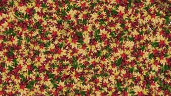 red and yellow leaves on green grass