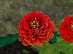 Zinnia Daliowa Zinnia Elegans