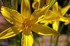 Close-up of the beautiful bright yellow daylily flowers