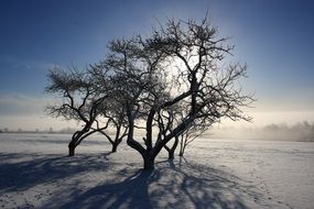 tree on a field with snow