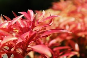 bush plants with red leaves