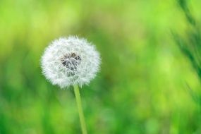 white fluffy dandelion on a green background