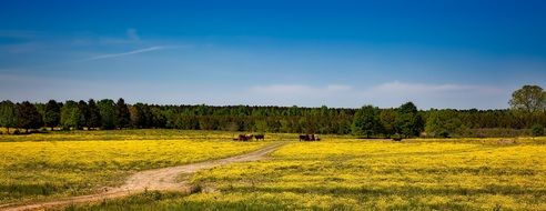 cattle on a farm in alabama