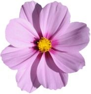 pink flower with a yellow center on a white background