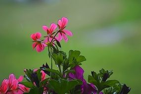 Close-up of the beautiful pink flowers