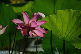 pink fresh plant flower green plants