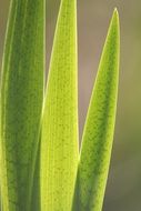 green fern leaves close up