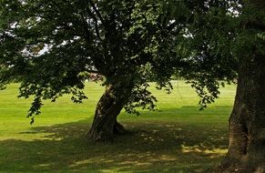 Shadow under the tree