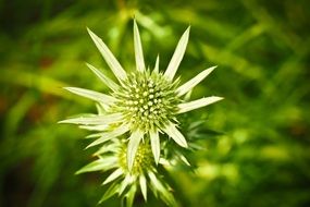 incredible beauty Thistle Plant