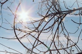 Tree branches in a sparkle shape