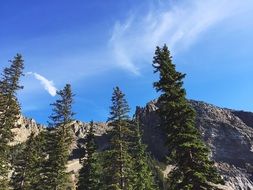 incredible beauty Trees Mountains