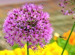 insect flies to a purple garlic bud