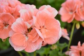 Beautiful pink flowers blossom in nature