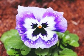 photo of delicate violet