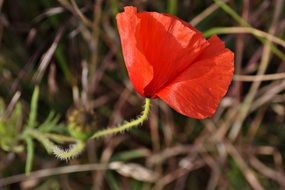 young poppy bud on grass background