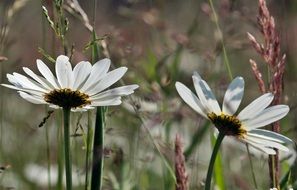 white daisies in a meadow with green grass