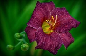 close up view of dark red summer flower