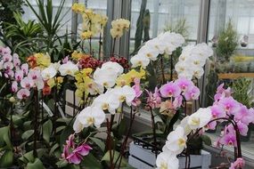 variety of orchids near the window